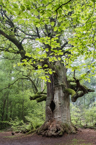 Pedunculate Oak (Quercus robur)
