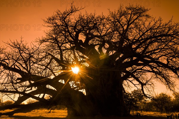 Baobab Tree (Adansonia digitata)