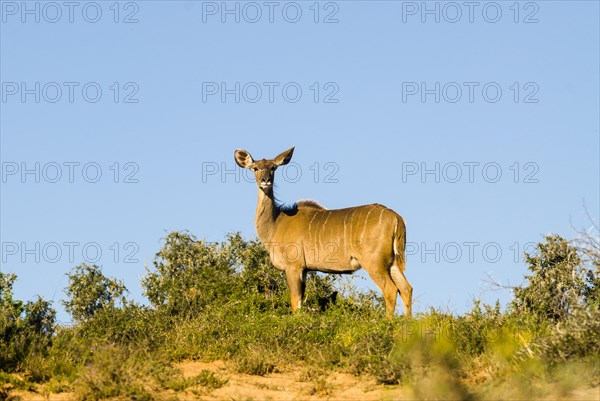 Greater Kudu (Tragelaphus strepsiceros)