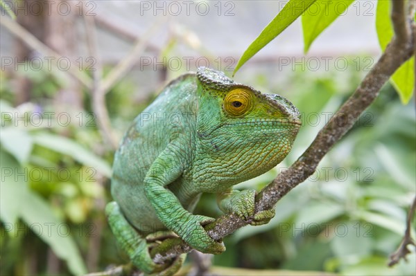Parson's chameleon (Calumma parsonii)