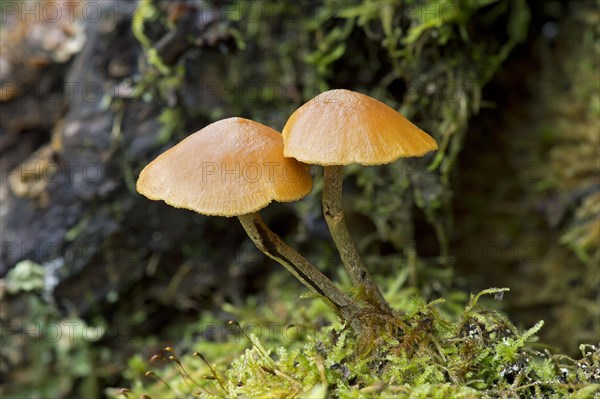 Snakeskin Brownie (Hypholoma marginatum)