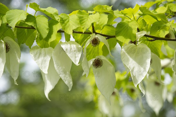 Handkerchief tree (Davidia involucrata) flowers and leaves