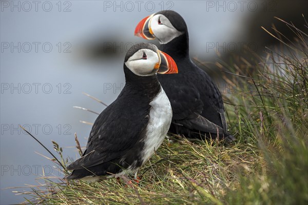 Two Puffins (Fratercula arctica)