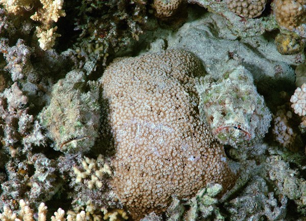 False stonefish (Scorpaenopsis diabolus)