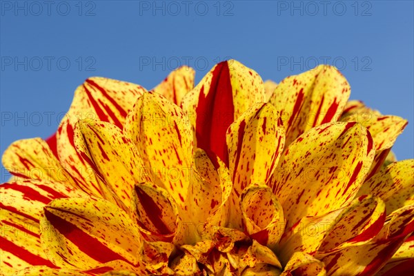 Dahlia (Dahlia sp.)