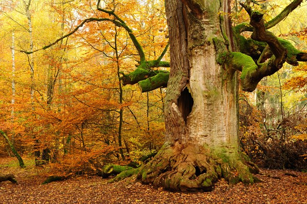 Kamineiche in autumn