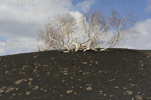 Etna Birch (Betula aetnensis)