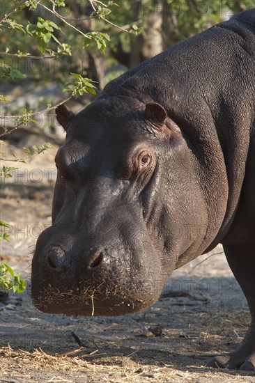 Hippopotamus (Hippopotamus amphibius)
