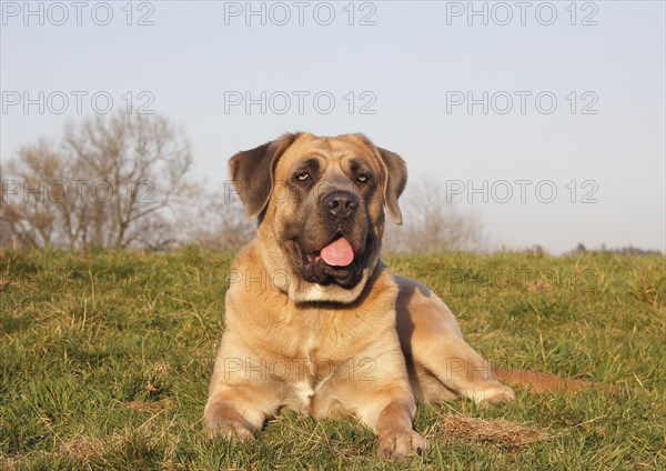 Cane Corso