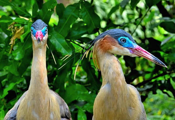 Whistling Herons (Syrigma sibilatrix sibilatrix)