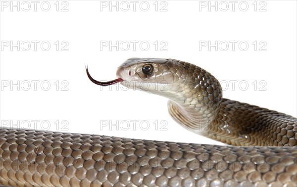 Eastern Brown Snake (Pseudonaja textilis)