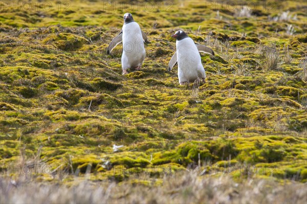 Gentoo Penguins (Pygoscelis papua)