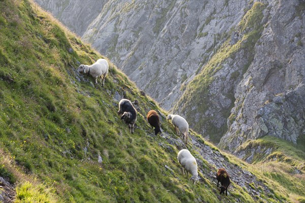 Sheep grazing on a steep slope of Kellerjoch