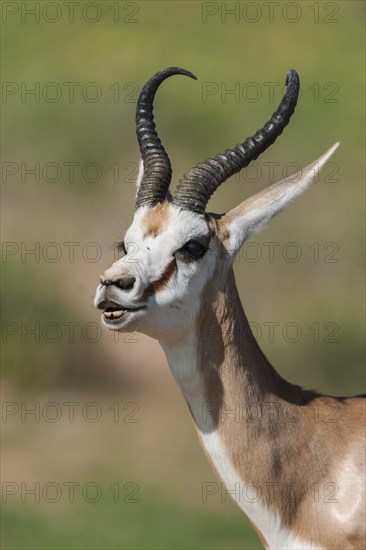 Male Springbok (Antidorcas marsupialis) at Flehmen