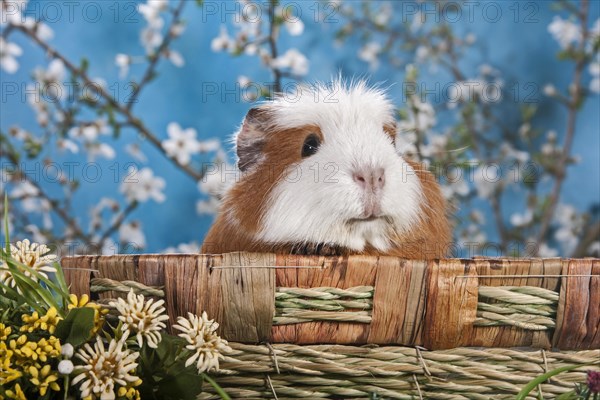 American Crested Guinea Pig