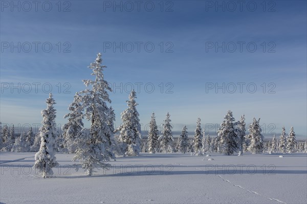 Snowy fir forest