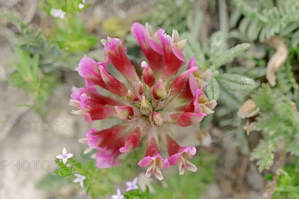 French Tragacanth or Montpellier Milkvetch (Astragalus monspessulanus)