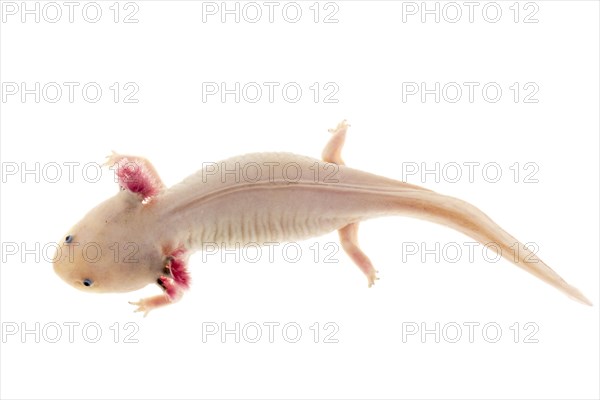 Axolotl (Ambystoma mexicanum)
