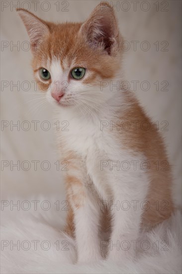 Kitten