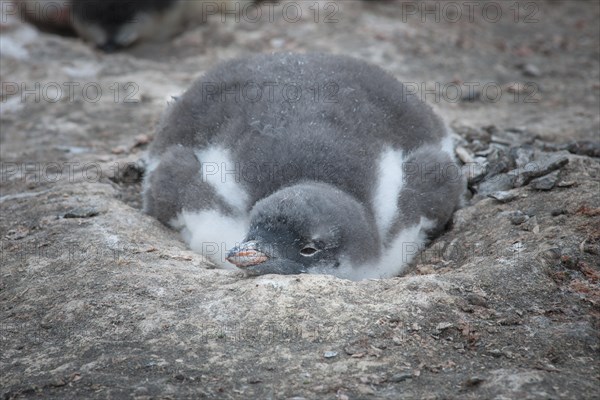 Gentoo Penguin (Pygoscelis papua) chick in the nest