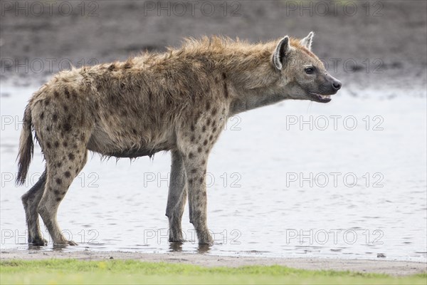 Spotted Hyena (Crocuta crocuta)