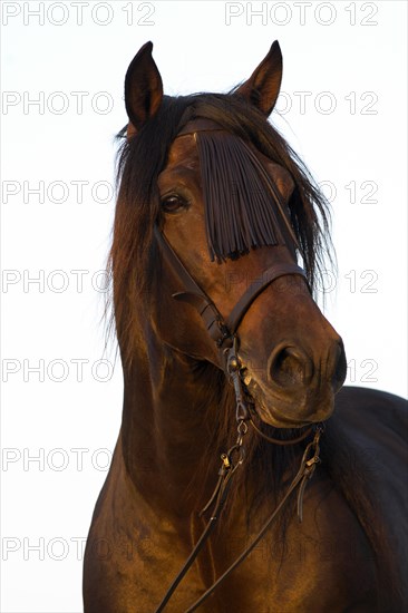 Andalusian Horse