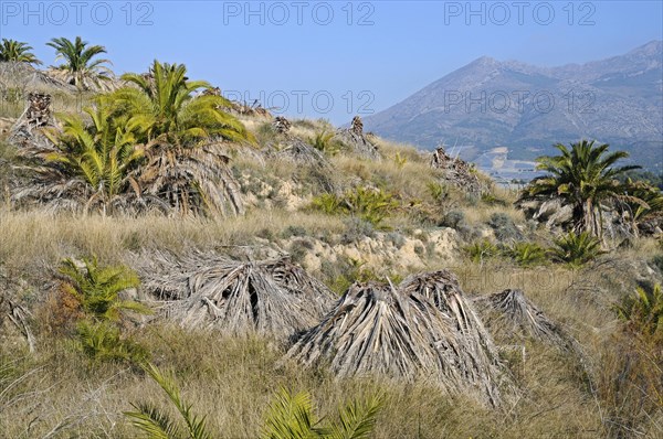 Infested and dead date palms