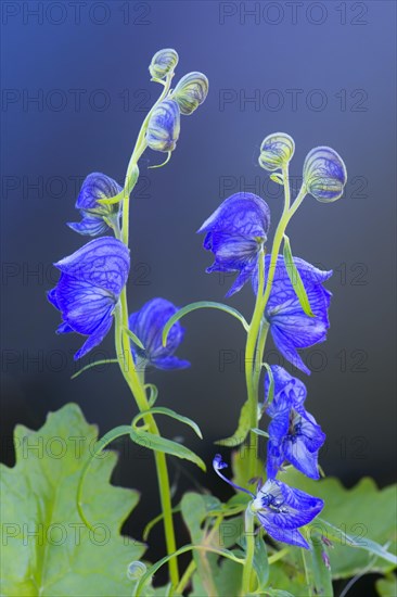 Monkshood (Aconitum delphinifolium)