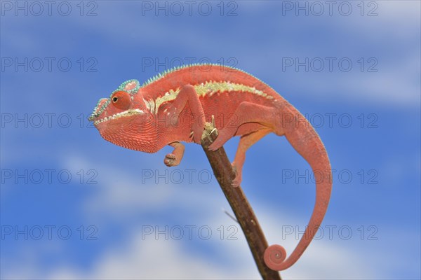 Panther Chameleon (Furcifer pardalis)