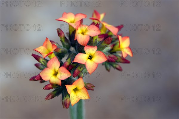 Kalanchoe (Kalanchoe lateritia)