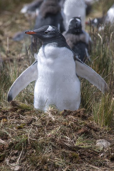 Gentoo Penguin (Pygoscelis papua)