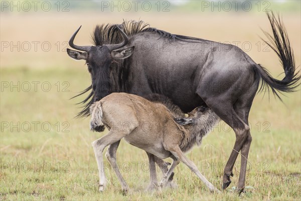 Blue Wildebeest (Connochaetes taurinus) suckling calf