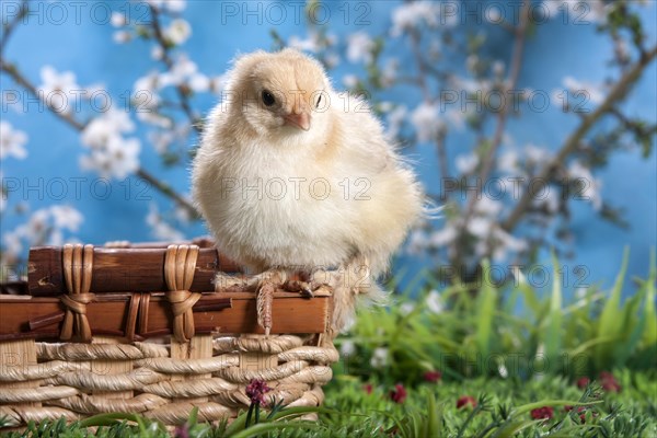 Domestic fowl chick