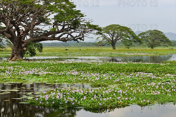 Trees on the artificial lake Tissa Wewa