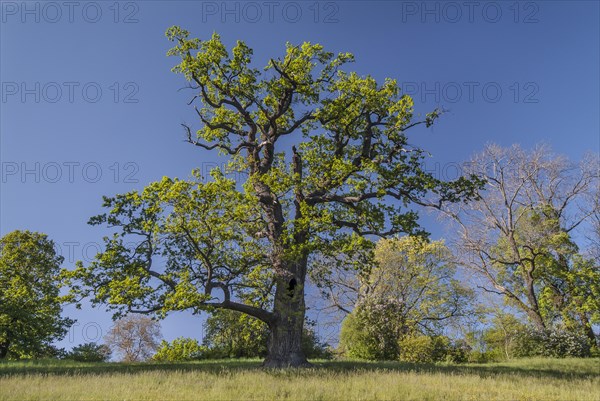 Old Pedunculate Oak tree (Quercus robur) in the landscaped park of Schloss Ettersburg Castle