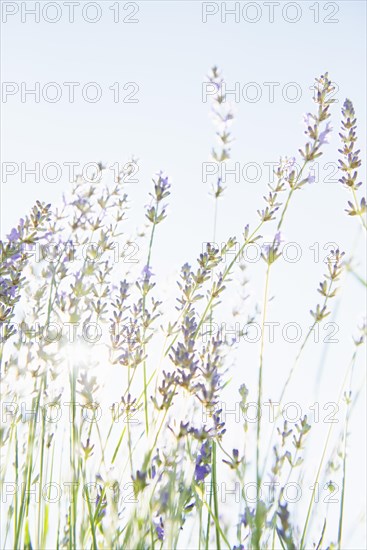 Blooming lavender flowers in organic herbal garden