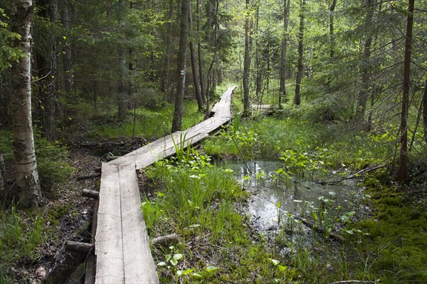 Boardwalk through the Aabla moor