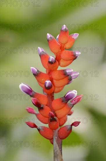 Bromeliad (Aechmea victoriana)