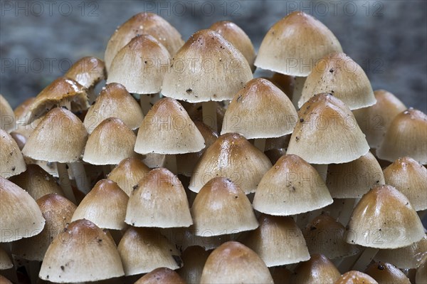 Clustered Brittlestem mushroom (Psathyrella mulitipedata)