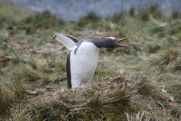 Gentoo Penguin (Pygoscelis papua)