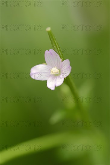 Smallflower Hairy Willowherb (Epilobium parviflorum)