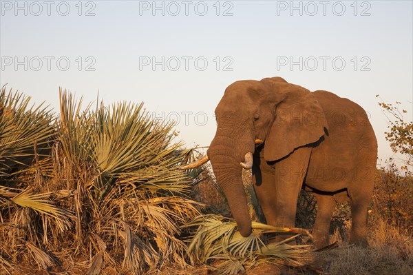 African Elephant (Loxodonta africana) feeding on Ilala Palms (Hyphaene coriacea)