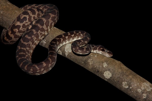 Rough-scaled Python (Morelia carinata)