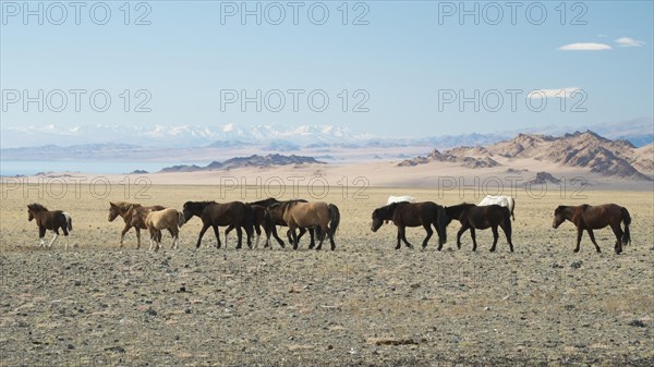 Wild horses at Achit Nuur