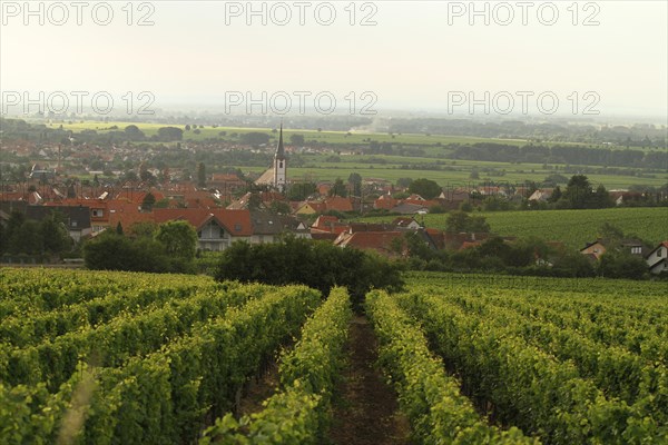 The village of Maikammer