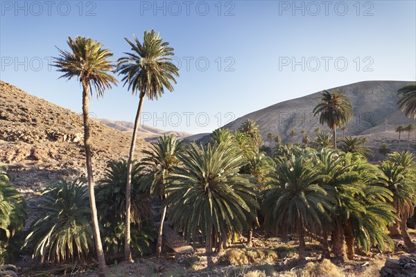 Palms trees