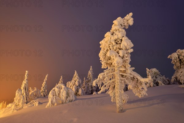 Trees in a snow-covered winter landscape
