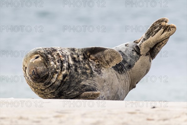 Grey Seal (Halichoerus grypus)