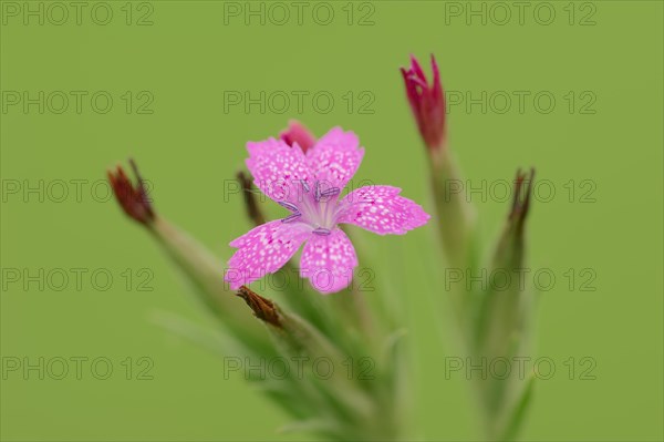 Deptford Pink (Dianthus armeria)
