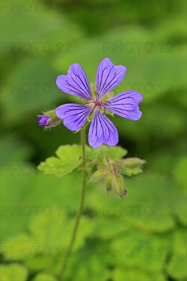 Cranesbill or Ashy Cranesbill (Geranium cinereum)